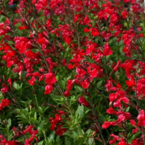 touffe de Salvia 'Flammenn' - Sauge arbustive rouge