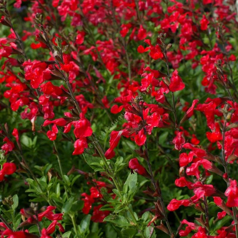 sauge arbustive à fleurs rouges - Salvia 'Flammenn' - plante vivace