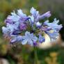 Agapanthus 'Columba' - Agapanthe bleu foncé