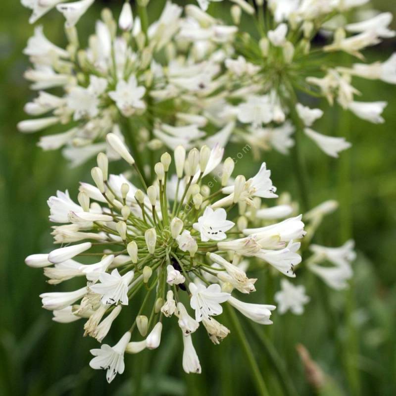 Agapanthus 'Glacier Stream' - Agapanthe