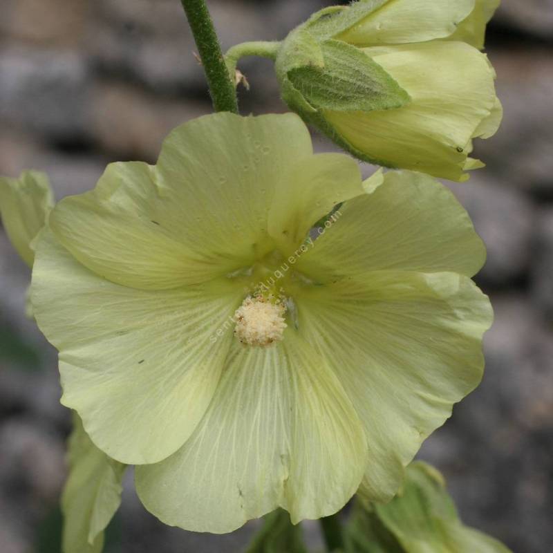 Alcea rugosa, Rose trémière