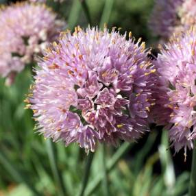 Allium senescens var. glaucum, Ail glauque