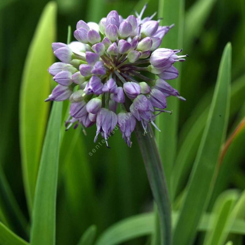 Allium senescens - Ciboulette à large feuille