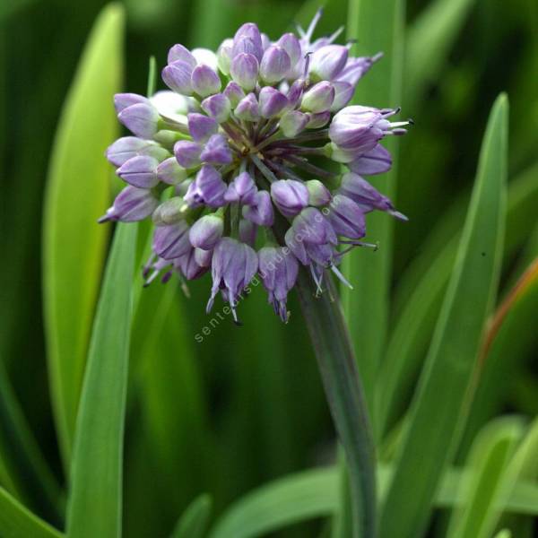 Allium senescens - Ciboulette à large feuille