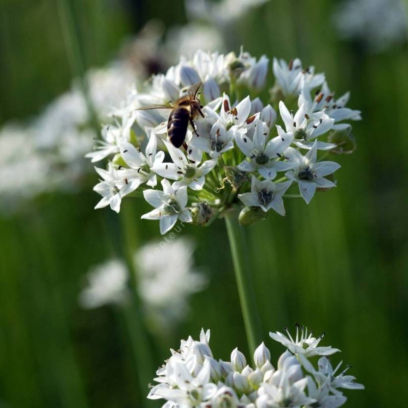 Allium tuberosum - Ciboule chinoise