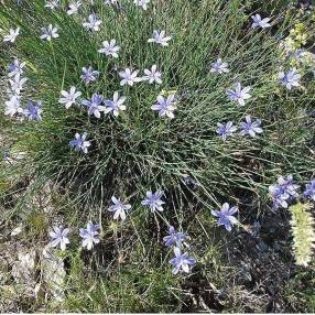 Aphyllanthes monspeliensis, Aphyllanthe de Montpellier