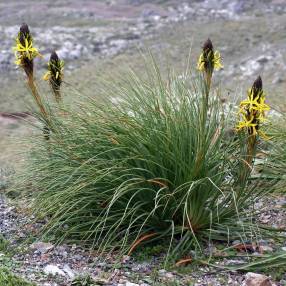 Asphodeline lutea - Bâton de Jacob