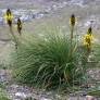 Asphodeline lutea - Bâton de Jacob