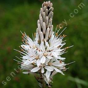 Asphodelus albus , Asphodèle blanc