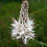 Asphodelus albus , Asphodèle blanc