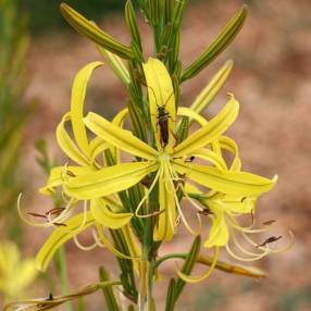 Asphodeline liburnica - Asphodèle