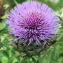 Cynara cardunculus, Cardon