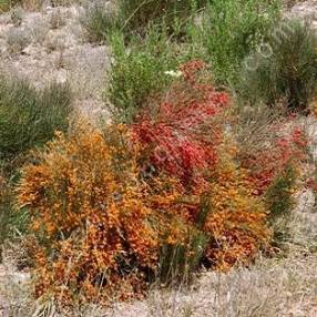 Ephedra major - syn : Ephedra nebrodensis - Grand éphédra