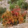 Ephedra major - syn : Ephedra nebrodensis - Grand éphédra