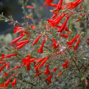 Epilobium canum, Fuchsia de Californie