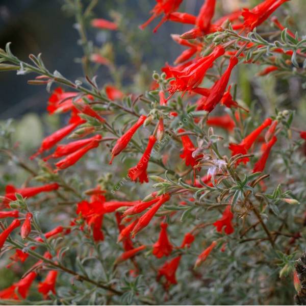 Epilobium canum, Fuchsia de Californie