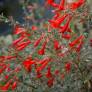 Epilobium canum, Fuchsia de Californie