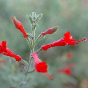 Epilobium canum, Fuchsia de Californie