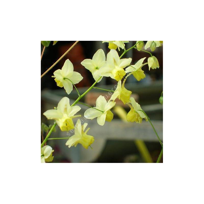 Epimedium x versicolor 'Sulphureum', Fleur des Elfes