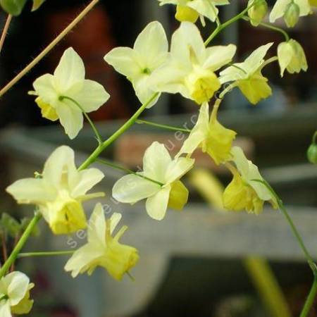 Epimedium x versicolor 'Sulphureum', Fleur des Elfes