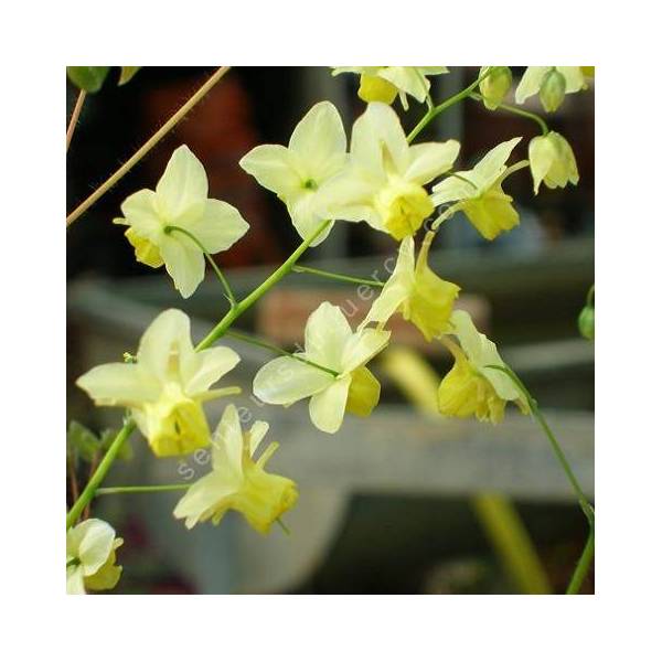 Epimedium x versicolor 'Sulphureum', Fleur des Elfes