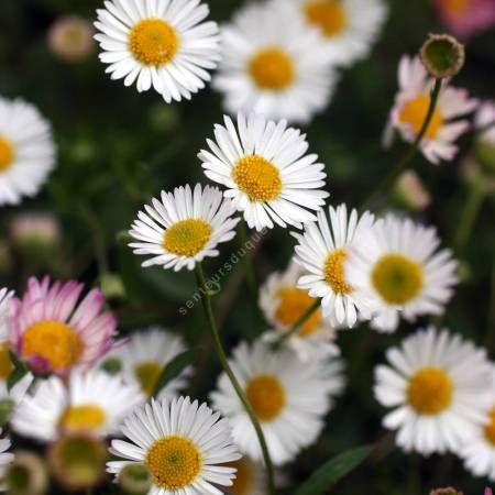 Erigeron karvinskianus - Pâquerette des murailles