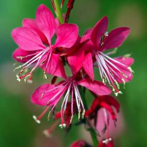 Gaura lindheimeri 'Red Color', Gaura rouge