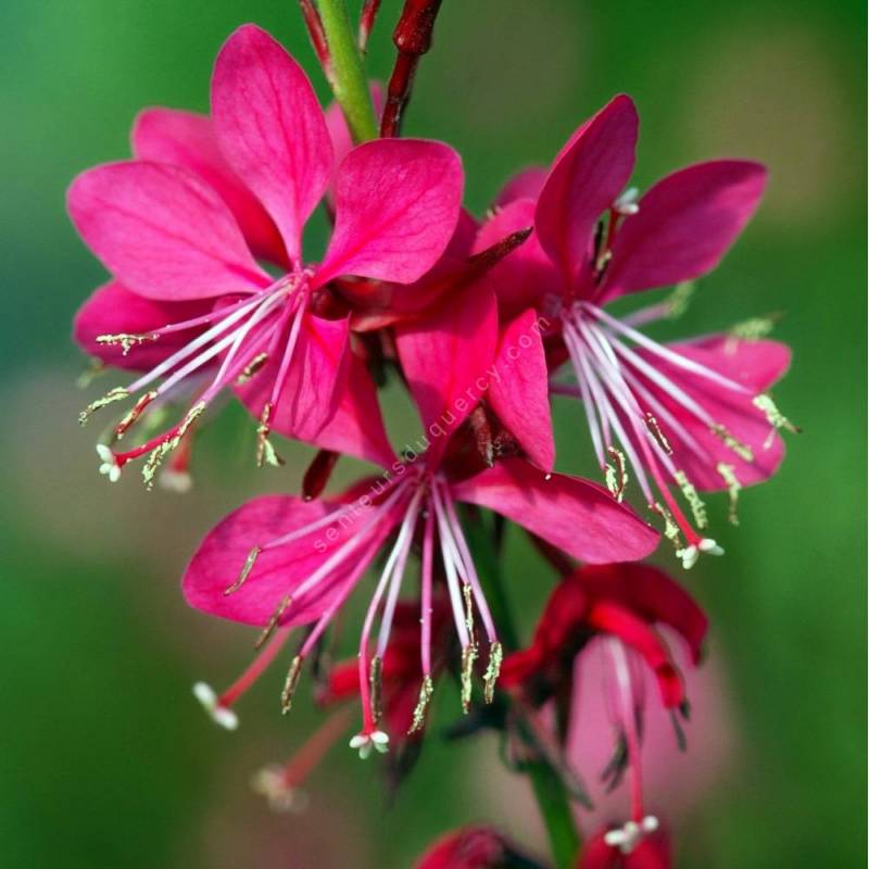 Gaura lindheimeri 'Red Color', Gaura rouge