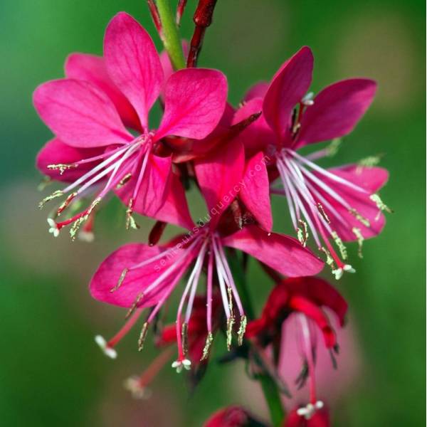 Gaura lindheimeri 'Red Color' à floraison rouge