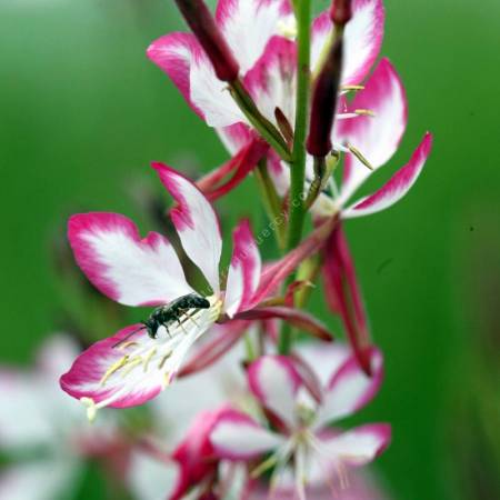 Gaura lindheimeri 'Rosyjane' - Gaura bicolor