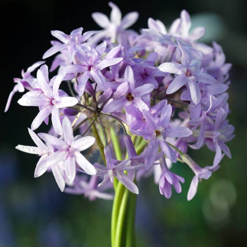 Ail d'Afrique du Sud - Tulbaghia violacea - Plante aromatique vivace