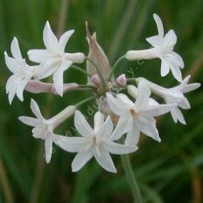 Tulbaghia violacea 'Alba' - Ail d'Afrique du Sud blanc