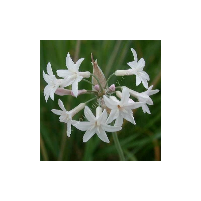 Ail d'Afrique du Sud à fleur blanche - Tulbaghia violacea 'Alba'