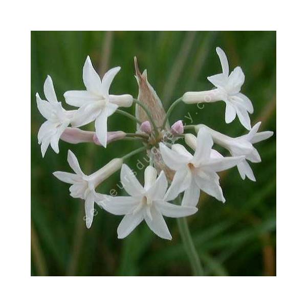 Tulbaghia violacea 'Alba' - Ail d'Afrique du Sud blanc