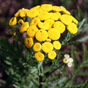 Tanacetum vulgare, Tanaisie commune