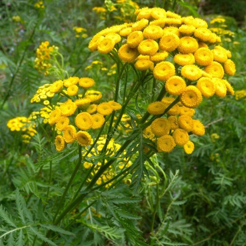 Tanacetum vulgare, Tanaisie commune