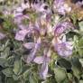 Teucrium aroanium