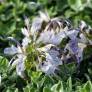 Teucrium aroanium