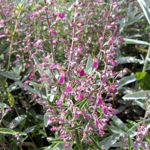 Teucrium asiaticum vente de Germandrée plante pour terrain sec