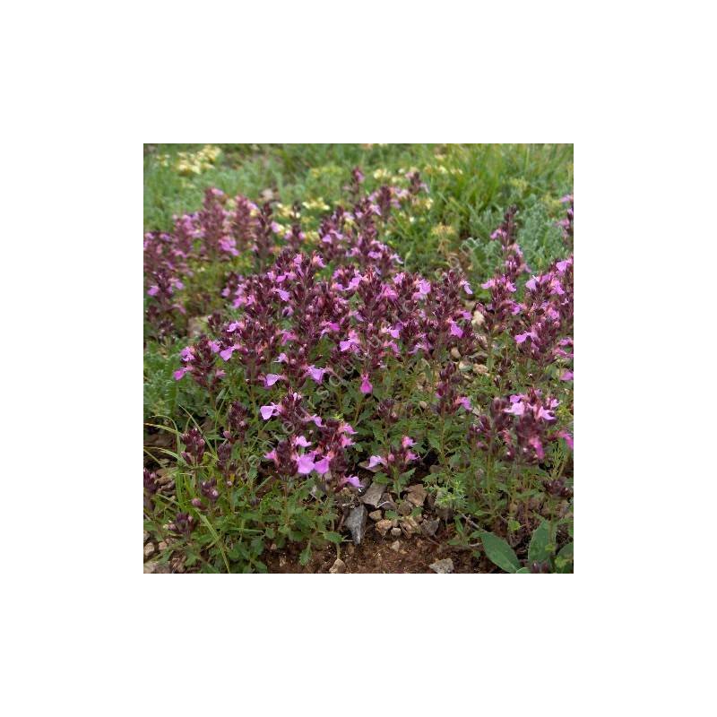 Teucrium chamaedrys, Germandrée petit-chêne