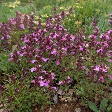 Teucrium chamaedrys, Germandrée petit-chêne