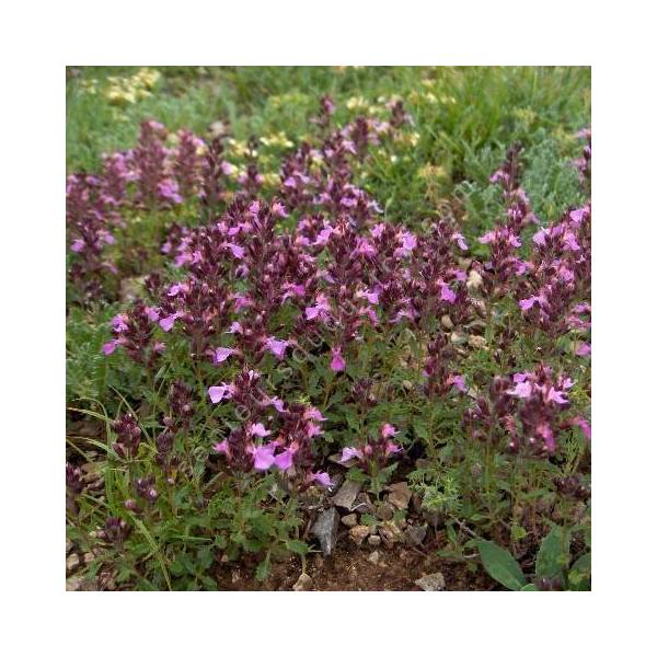 Teucrium chamaedrys, Germandrée petit-chêne