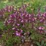 Teucrium chamaedrys, Germandrée petit-chêne