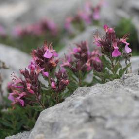 Teucrium chamaedrys, Germandrée petit-chêne