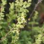 Teucrium flavum, Germandrée jaunâtre