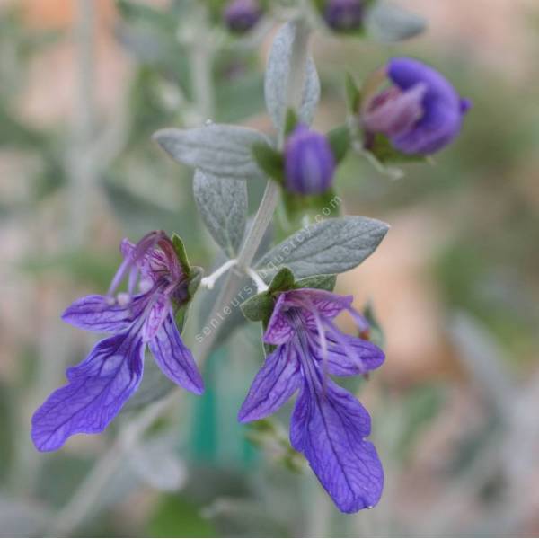 Teucrium fruticans 'Azureum', Germandrée arbustive Teucrium fruticans 'Azureum', Germandrée arbustive
