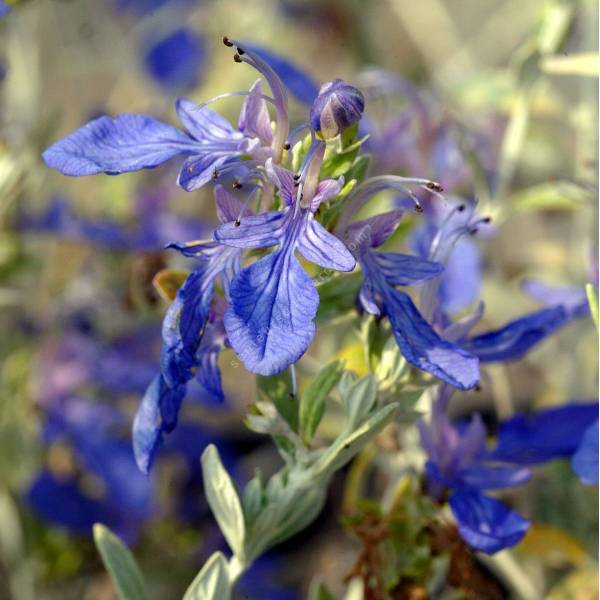 Teucrium fruticans, Germandrée arbustive Teucrium fruticans, Germandrée arbustive