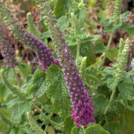 Teucrium hyrcanicum, Germandrée Iranienne