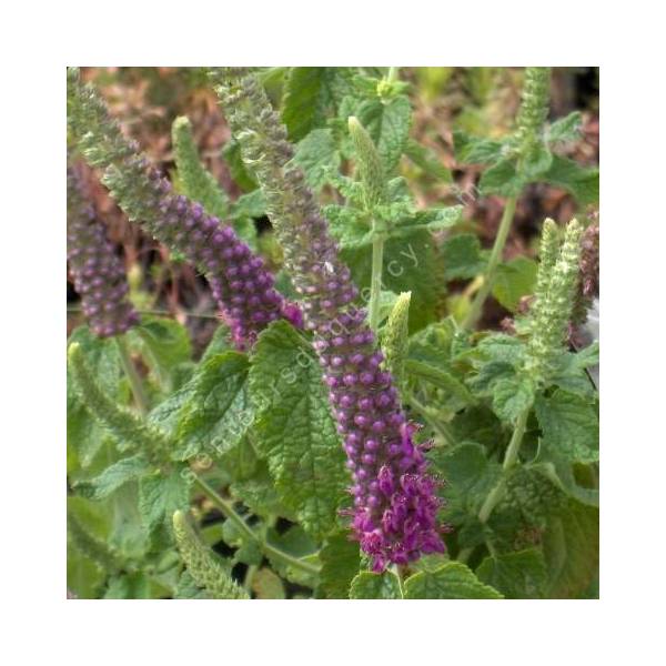 Teucrium hyrcanicum, Germandrée Iranienne