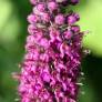 Teucrium hyrcanicum, Germandrée Iranienne